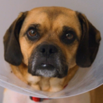 Barney Pug Beagle cross in cone