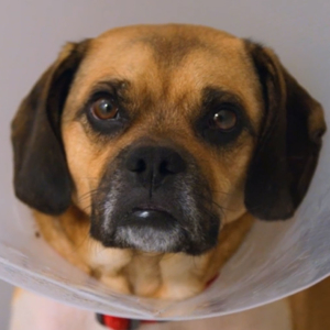 Barney Pug Beagle cross in cone