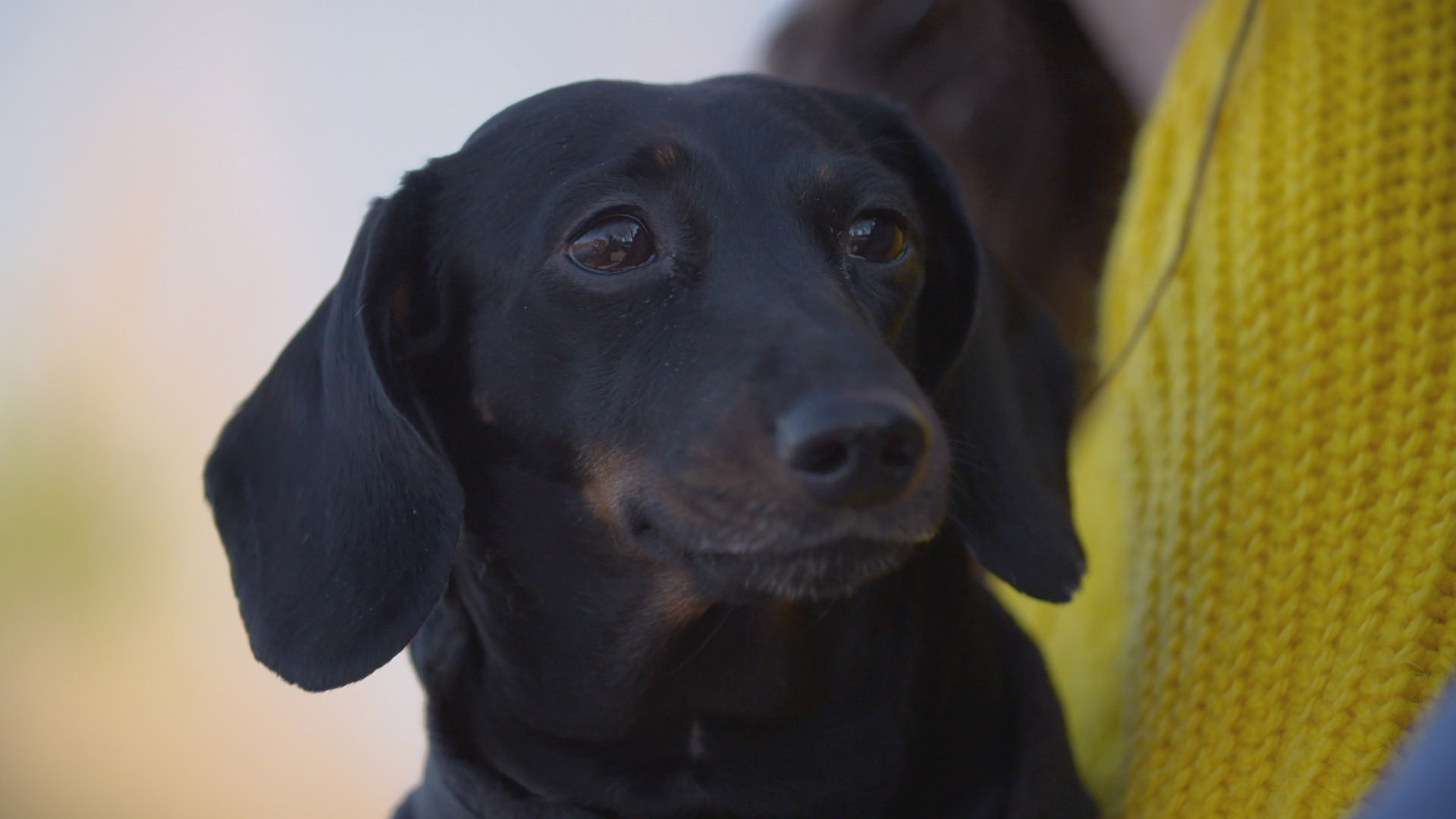 5 year old Dachshund patient on The Supervet