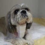 Shih Tzu recovering in wards after spinal surgery
